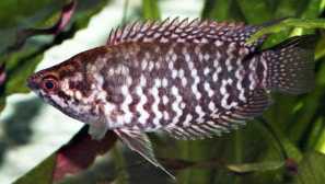 Ctenopoma fasciolatum (ctenopoma fasciolatum, mikrocenopóm fasciolatum)